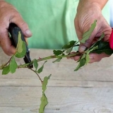 Kako uzgajati ružu iz kupljene reznice